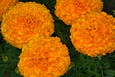 Marigold