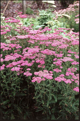 Yarrow Cultivars