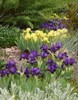 German Iris