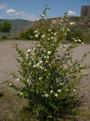 Columbian Hawthorne, May Tree