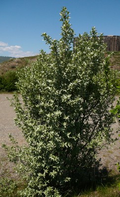 Wolf Willow