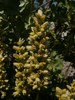 Round-leaved Alumroot