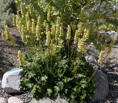 Round-leaved Alumroot