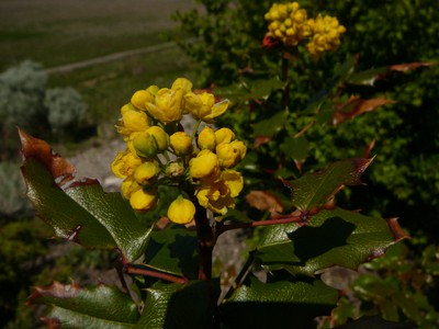 Oregon Grape Holly