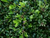 Kinnikinnick, Bearberry