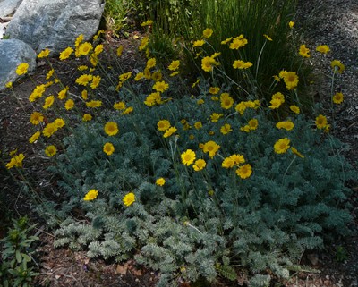 Alpine Marguerite Daisy