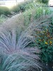 Little Bluestem 'Prairie Blues'