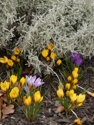 Crocus (Dutch - Spring blooming)