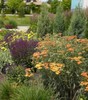 Yarrow Cultivars