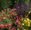 Yarrow Cultivars