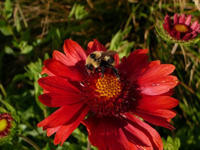 Burgundy Blanket Flower