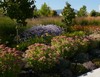 Autumn Fire Sedum