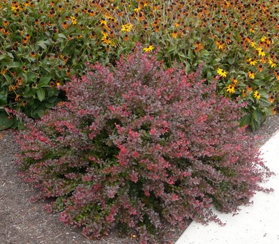 Cherry Bomb Barberry