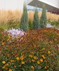 Rocky Mountain Juniper cultivars