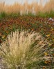 Mosquito Grass, Blue Gramma