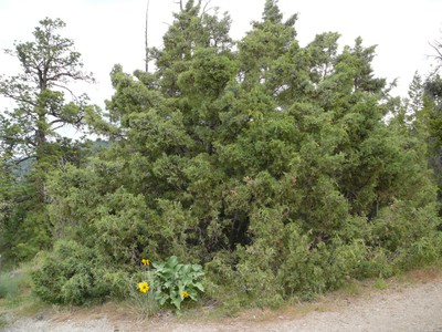 Rocky Mountain Juniper