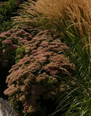 Autumn Fire Sedum