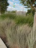 Little Bluestem 'Prairie Blues'