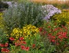 Burgundy Blanket Flower