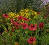 Burgundy Blanket Flower