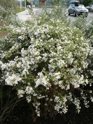 Tufted White Prairie Aster