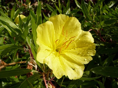 Missouri Evening Primrose