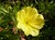 Missouri Evening Primrose thumbnail