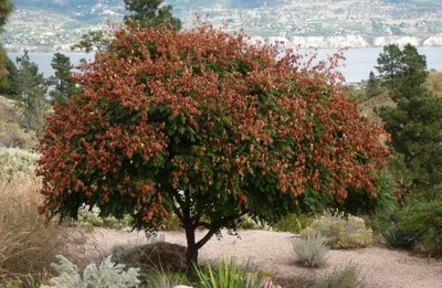 Golden-Rain Tree