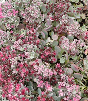 Rose Carpet Stonecrop