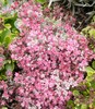 Rose Carpet Stonecrop