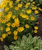 Common Wooly Sunflower