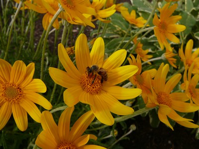 Common Wooly Sunflower