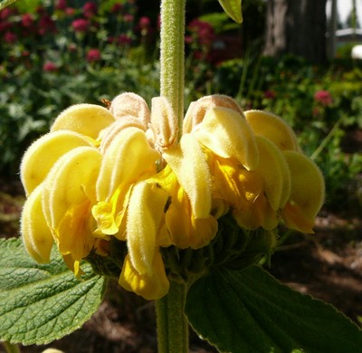 Jerusalem Sage