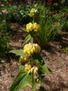 Jerusalem Sage