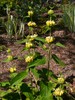 Jerusalem Sage