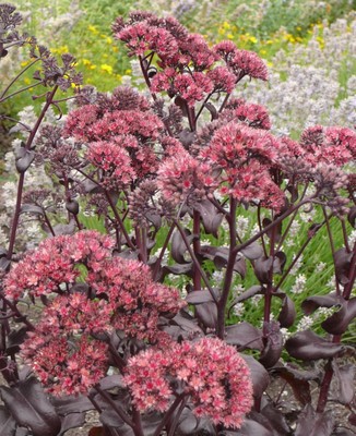 Postman's Pride Stonecrop