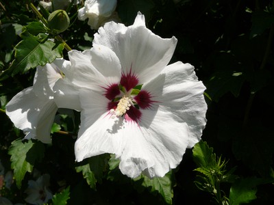 Rose of Sharon