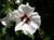 Rose of Sharon thumbnail