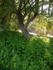 Bigroot Cranesbill