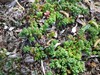 White Stonecrop