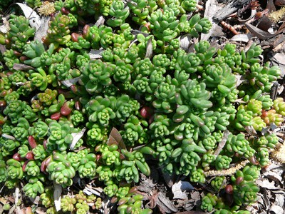 White Stonecrop