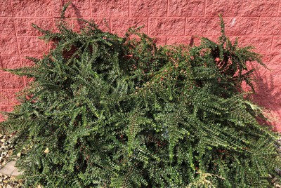 Rock Cotoneaster