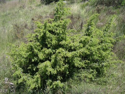 Common Juniper