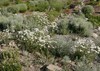 Common Yarrow