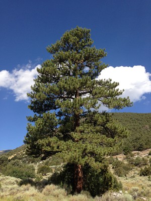 Ponderosa Pine