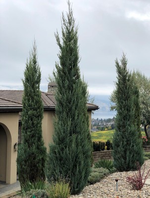 Rocky Mountain Juniper cultivars