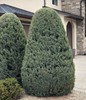 Rocky Mountain Juniper cultivars