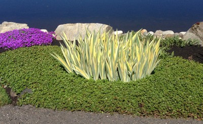 Golden Variegated Iris