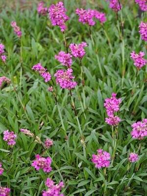 German Catchfly