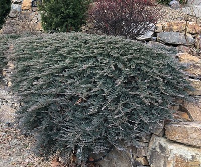 Creeping Juniper